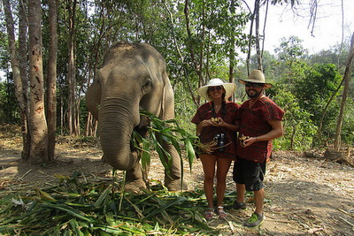 chiang mai elephant