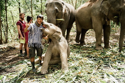 elephant jungle sanctuary