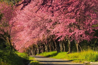 khun wang, khun wang royal project, khun wang cherry blossoms, cherry blossoms in chiang mai