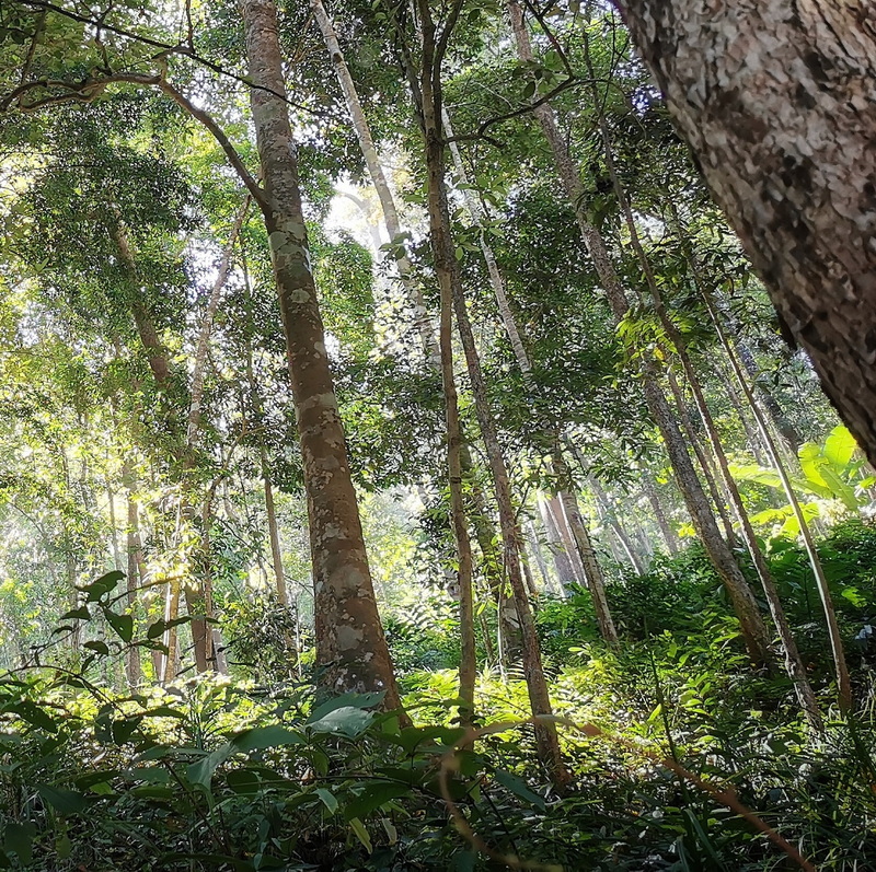 doi luang chiang dao, doi chiang dao, doi luang chiang dao trek