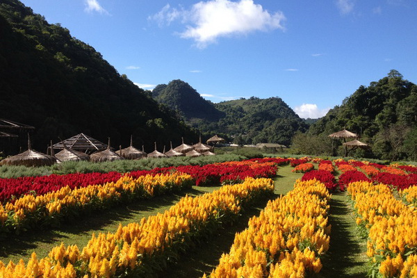 Doi Ang Khang: 'Go up the mountaintop area and admire beautiful flowers.'