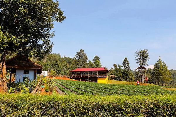 samoeng district, samoeng, strawberry garden in samoeng, strawberry farm in samoeng