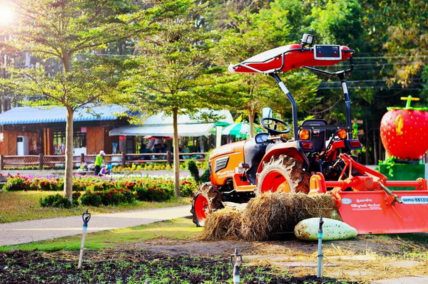 samoeng district, samoeng, strawberry garden in samoeng, strawberry farm in samoeng