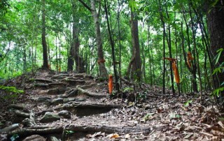 hiking at doi suthep, doi suthep hiking, trekking at doi suthep, wat pa lad hiking