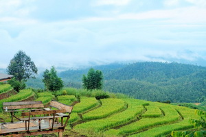 step rice field mae jam, mae jam, maejam, mae jam district, maejam district