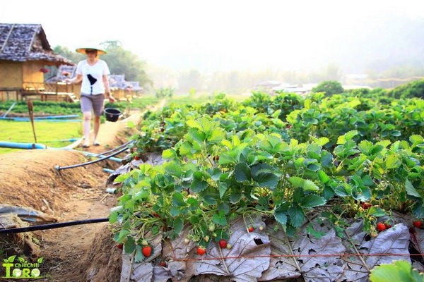 samoeng district, samoeng, strawberry garden in samoeng, strawberry farm in samoeng