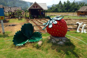 samoeng district, samoeng, strawberry garden in samoeng, strawberry farm in samoeng