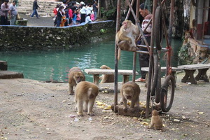 tham pum tham pla cave, tham pum and tham pla cave, tham pum cave and tham pla cave, tham pum and tham pla, monkey cave, monkey cave chiang rai