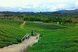 choui fong tea plantation