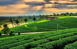 choui fong tea plantation