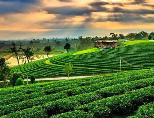 Chiang Rai Tour01 : Chiang Rai Day Tour
