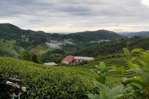 doi mae salong, mae salong mountain, mae salong mount