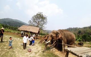 elephant care program, elephant care program, elephant sanctuary program, karen people with elephants, the relation of karen people with elephants