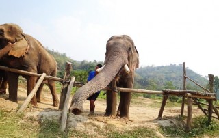 elephant care program, elephant care program, elephant sanctuary program, karen people with elephants, the relation of karen people with elephants