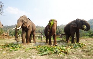 elephant care program, elephant care program, elephant sanctuary program, karen people with elephants, the relation of karen people with elephants