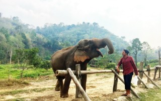 elephant care program, elephant care program, elephant sanctuary program, karen people with elephants, the relation of karen people with elephants