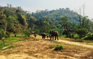 elephant care program, elephant care program, elephant sanctuary program, karen people with elephants, the relation of karen people with elephants