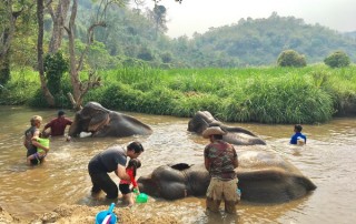 elephant care program, elephant care program, elephant sanctuary program, karen people with elephants, the relation of karen people with elephants