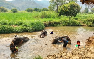 elephant care program, elephant care program, elephant sanctuary program, karen people with elephants, the relation of karen people with elephants