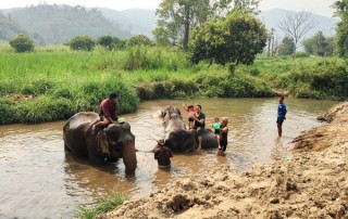 elephant care program, elephant care program, elephant sanctuary program, karen people with elephants, the relation of karen people with elephants