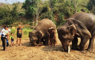 elephant care program, elephant care program, elephant sanctuary program, karen people with elephants, the relation of karen people with elephants