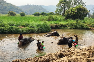 elephant care program, elephant care program, elephant sanctuary program, karen people with elephants, the relation of karen people with elephants