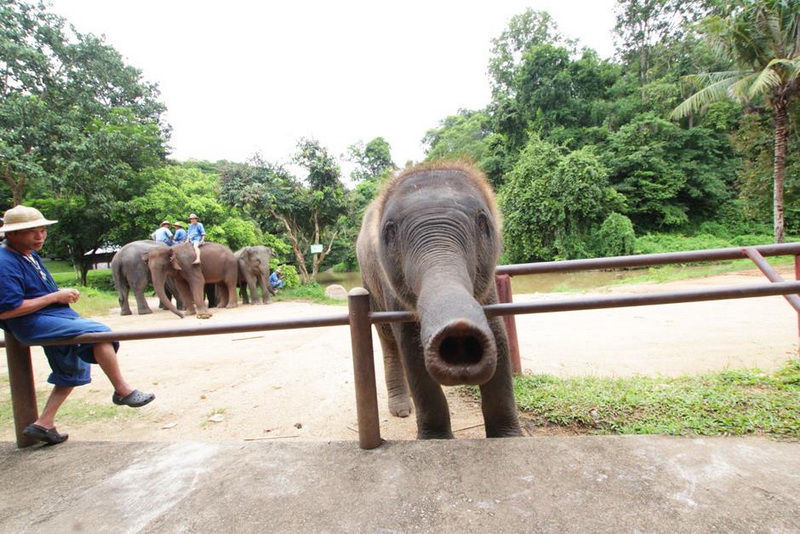 elephant conservation center, thai elephant conservation center