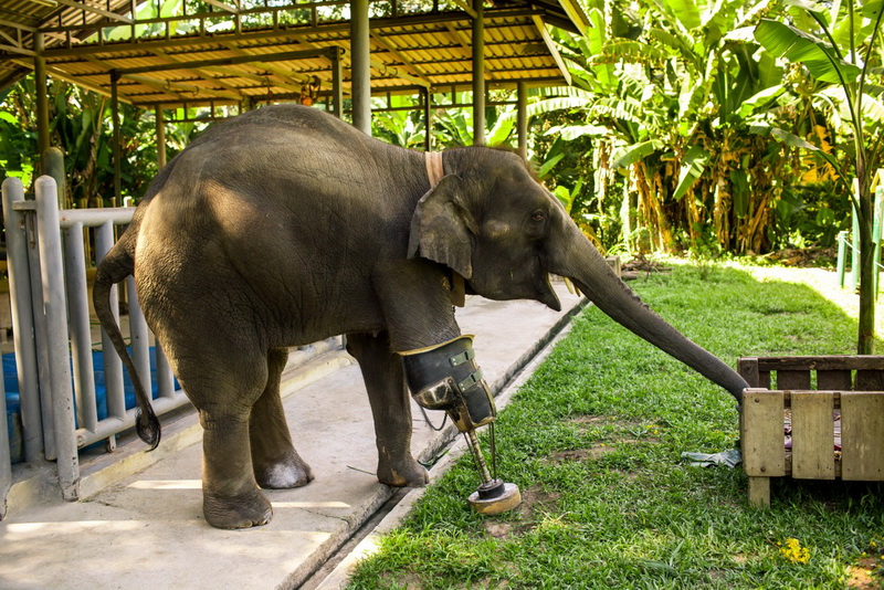 Elephant Conservation Center : Let’s see those lovely elephants