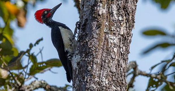 mae ping national park, mae ping, maeping national park, mae ping forest park