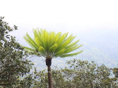 doi chong national park, doi chong forest park