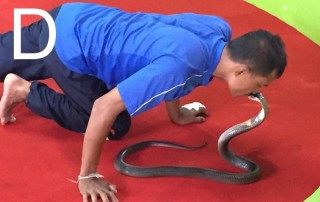 cobra show mae rim