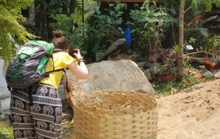 doi suthep trek, doi suthep trekking, trekking at doi suthep, doi suthep hike, doi suthep hiking, hiking at doi suthep