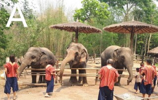 mae rim elephant camp, mae rim elephant care