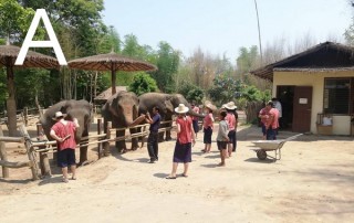 mae rim elephant camp, mae rim elephant care