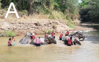 mae rim elephant camp, mae rim elephant care