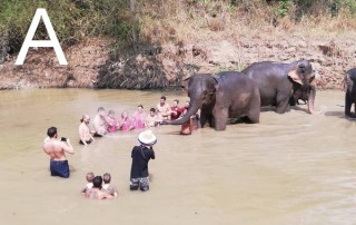 mae rim elephant camp, mae rim elephant care