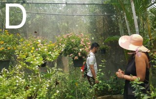 orchid and butterfly farm, chiang mai orchid farm