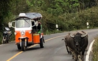 tuktuk driving tour, tuktuk driving tour in chiang mai, tuk tuk driving tour, tuk tuk driving tour in chiang mai