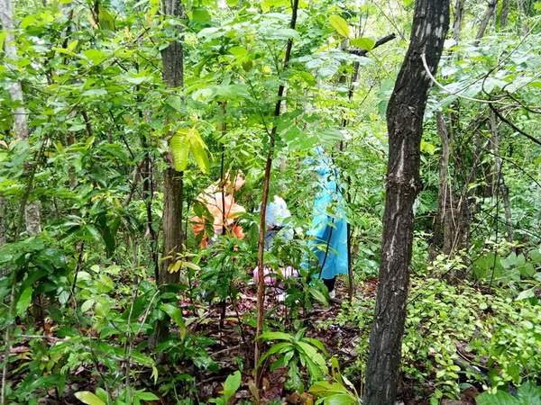 lam nam nan national park, lam nam nan, lam nam nan mountain, lam nam nan uttaradit, national parks in uttaradit