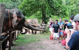 elephant care maewang, hug elephants sanctuary, hug elephants sanctuary mae wang, chiang mai trekking mae wang, chiang mai trekking, trekking in chiang mai
