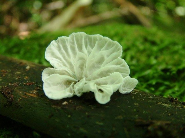 klong tron national park, ton sak yai national park, uttaradit national park, klong tron