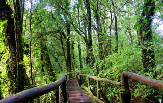 angka luang, private tour doi inthanon, doi inthanon national park, private tour doi inthanon national park, tour doi inthanon national park, inthanon national park, doi inthanon