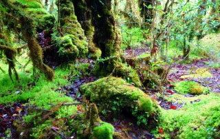 angka luang, private tour doi inthanon, doi inthanon national park, private tour doi inthanon national park, tour doi inthanon national park, inthanon national park, doi inthanon