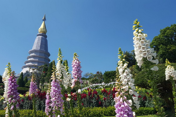 king and queen pagoda, doi inthanon national park, private tour doi inthanon national park, tour doi inthanon national park, inthanon national park, doi inthanon