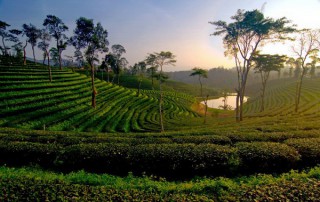 one day tour chiang rai, chui fong tea, chui fong tea plantation, private tour chiang rai, day tour chiang rai, chiang rai city tour, tour chiang rai