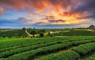 chui fong tea, chui fong tea plantation, private tour chiang rai, day tour chiang rai, chiang rai city tour, tour chiang rai