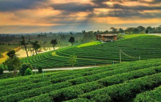 chui fong tea, chui fong tea plantation, private tour chiang rai, day tour chiang rai, chiang rai city tour, tour chiang rai