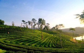 chui fong tea, chui fong tea plantation
