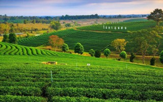 chui fong tea, chui fong tea plantation