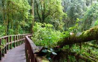 trek doi inthanon national park, trekking doi inthanon national park, trekking kiew mae pan, trekking at kew mae pan, hiking at kew mae pan